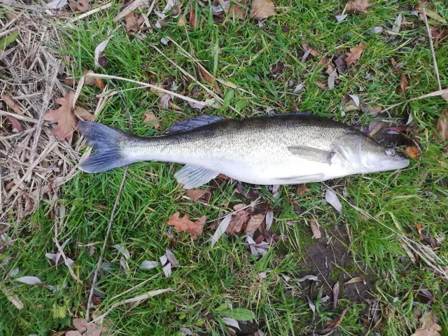 Zander
