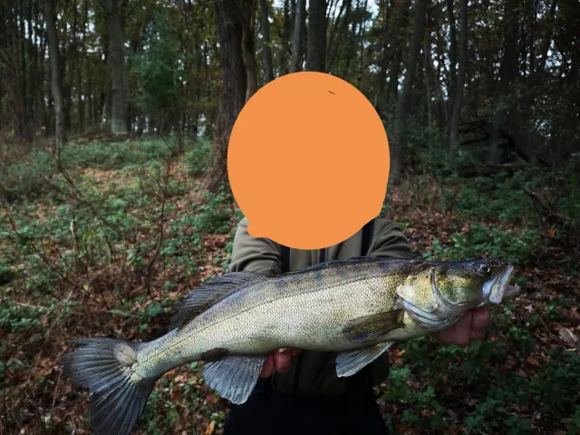 Zander