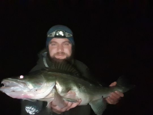 Zander