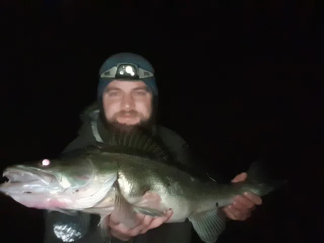 Zander