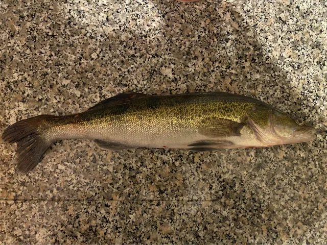 Zander