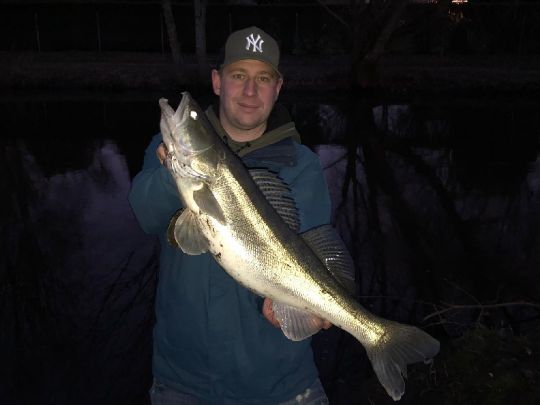 Zander