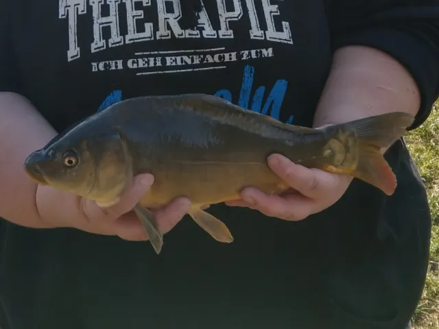 Karpfen