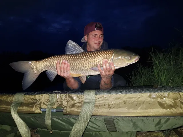 Graskarpfen
