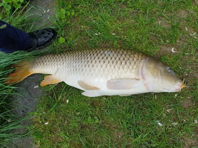 Karpfen