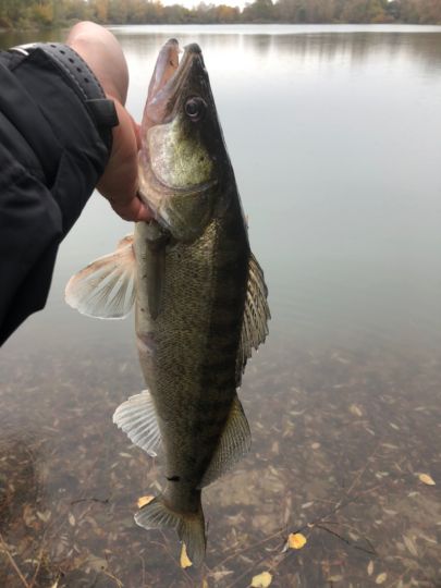 Zander