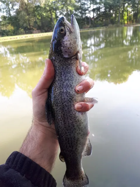 Regenbogenforelle