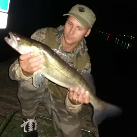 Zander