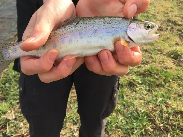 Regenbogenforelle