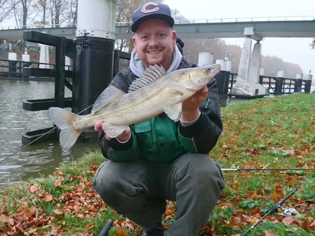 Zander