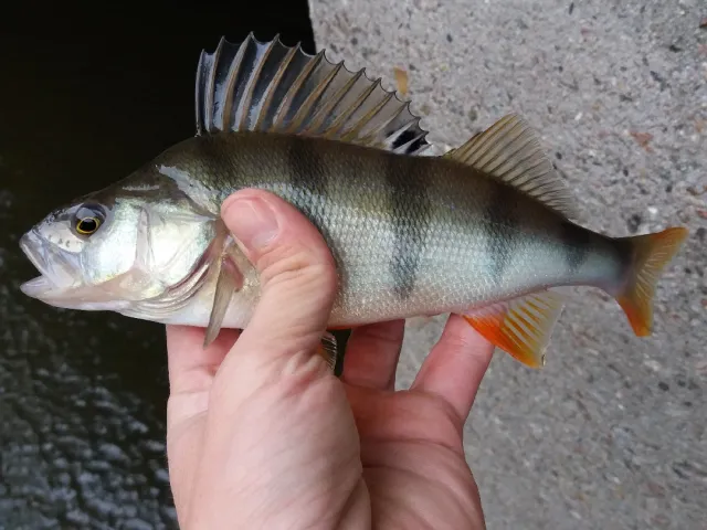 Flussbarsch
