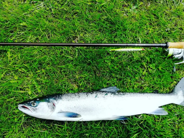 Lachs