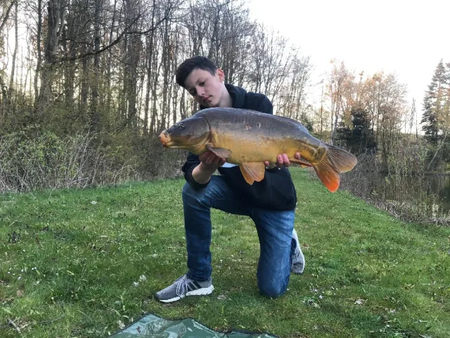Karpfen