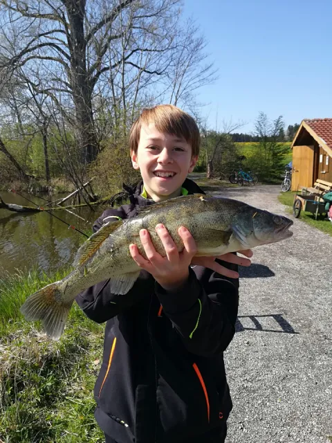 Zander
