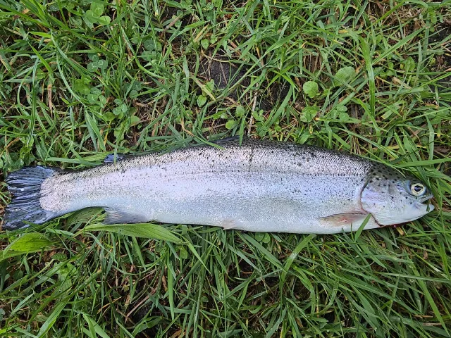 Regenbogenforelle