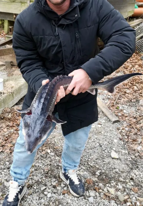 Stör