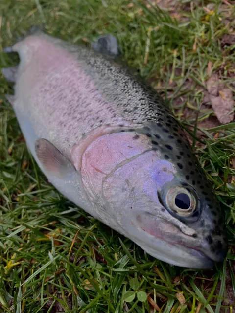 Regenbogenforelle