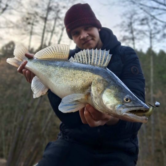 Zander