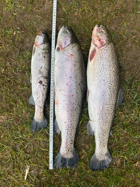 Regenbogenforelle