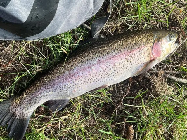 Regenbogenforelle