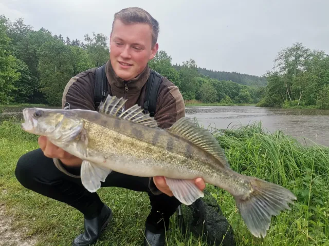 Zander