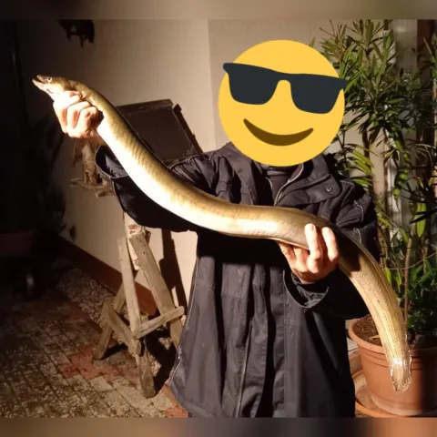 Aal