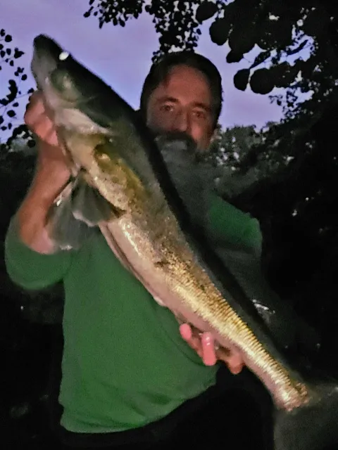 Zander
