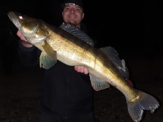 Zander