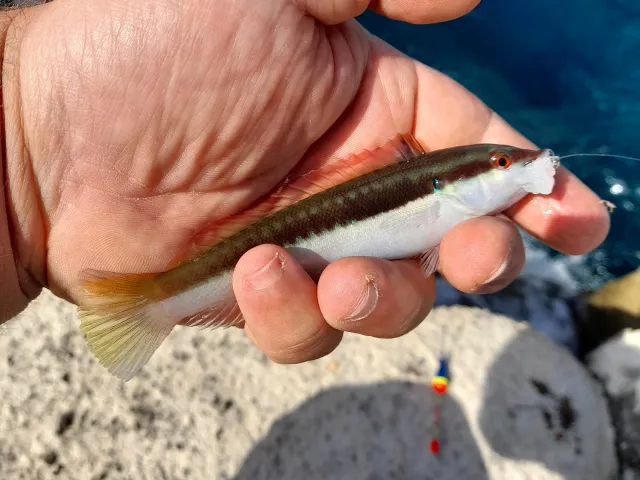 Lippfisch