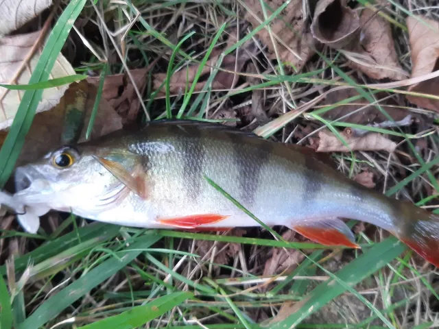 Flussbarsch