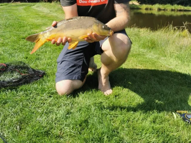 Karpfen