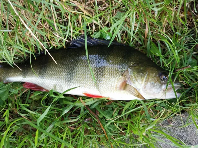 Flussbarsch