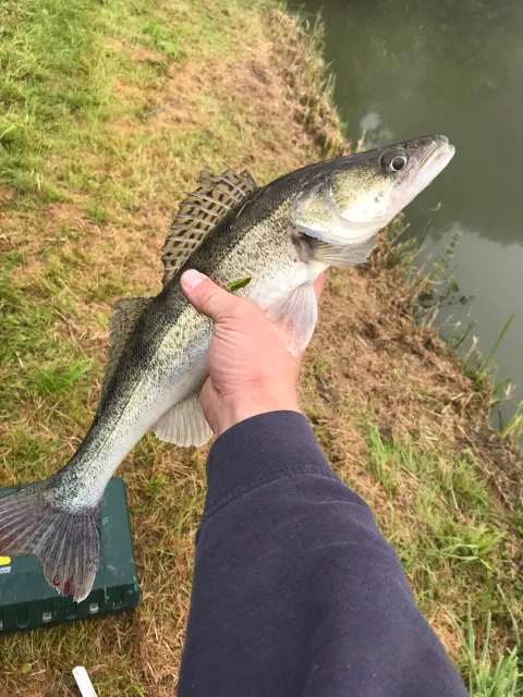 Zander