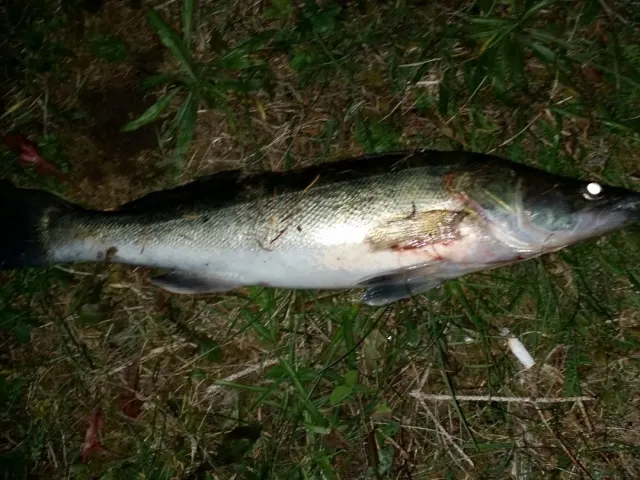 Zander