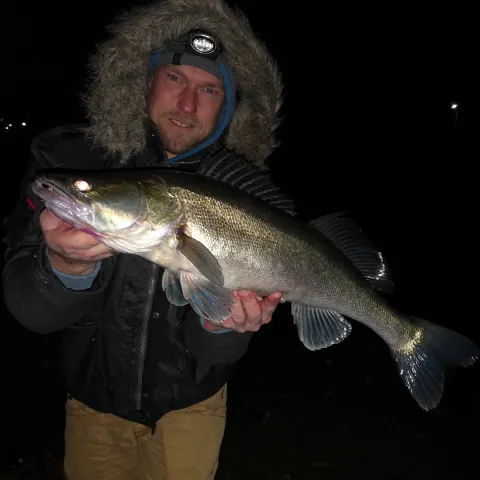 Zander