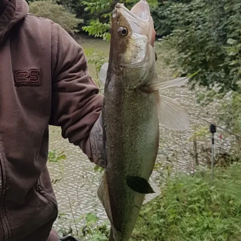 Zander