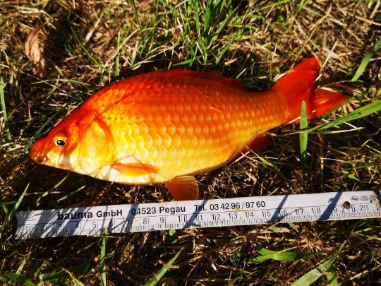 Goldfisch