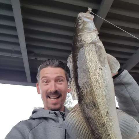 Zander