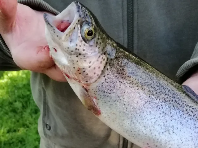 Regenbogenforelle