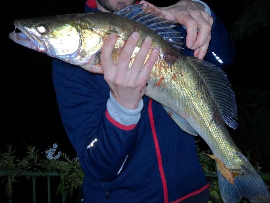 Zander