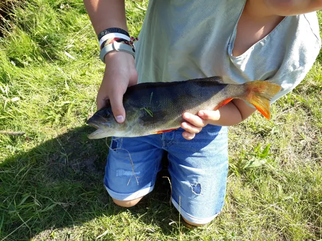 Flussbarsch