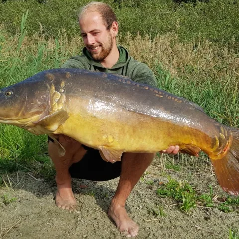 Karpfen
