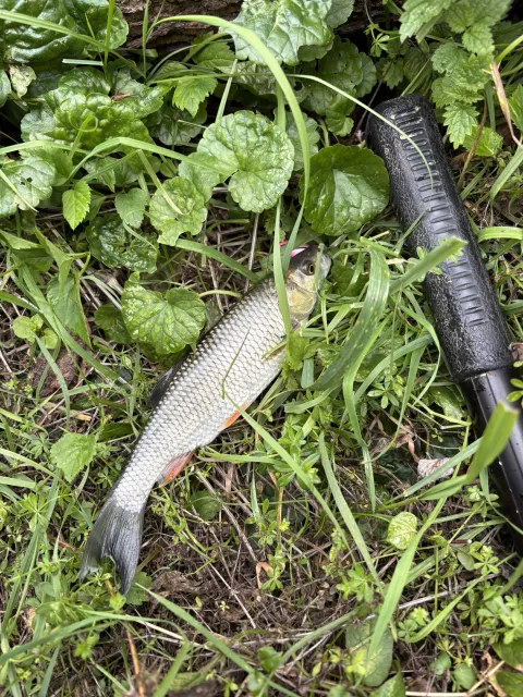 Döbel