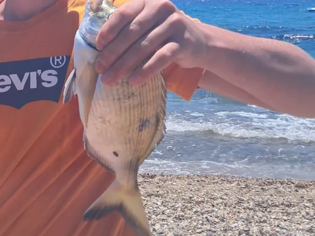 Dorade