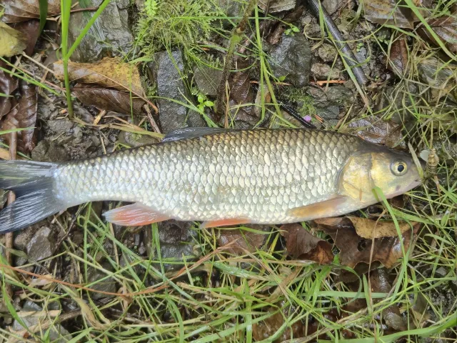 Döbel
