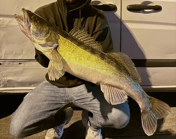 Zander