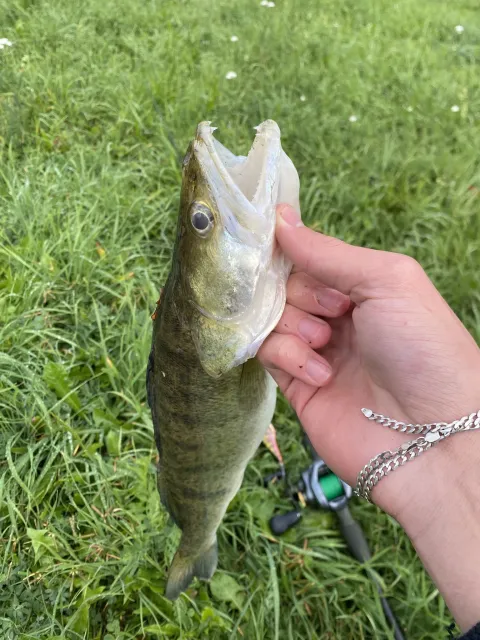 Zander