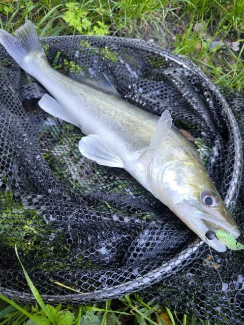 Zander
