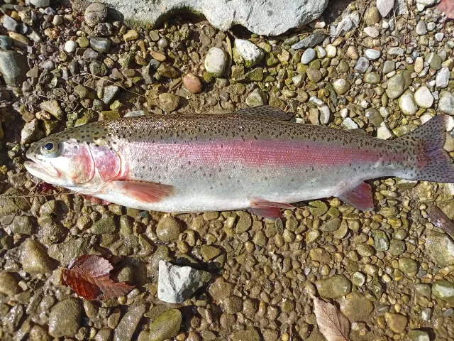 Regenbogenforelle