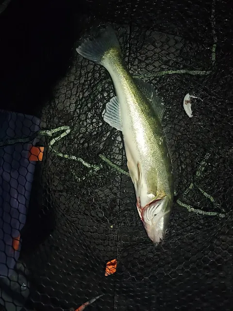 Zander